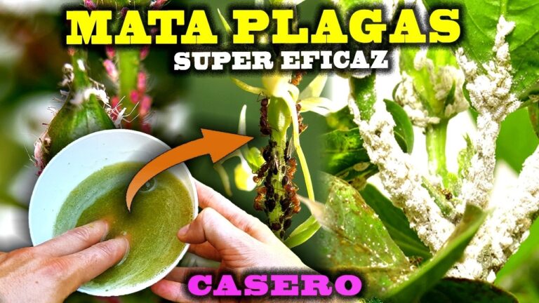 Estrategias Efectivas para un Hogar Saludable y Libre de Plagas