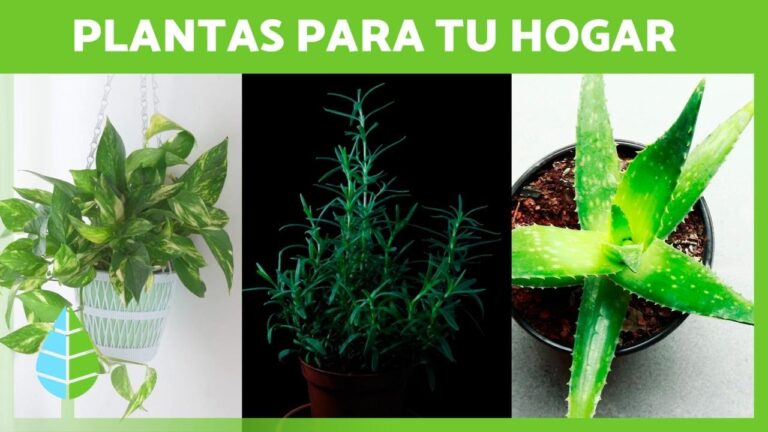 Plantas Arom&aacute;ticas para Embellecer Tu Espacio