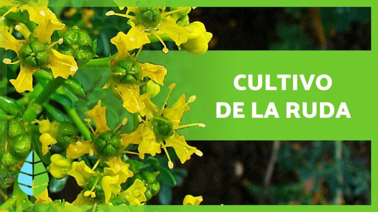 Guía para un Hogar Saludable y Libre de Plagas