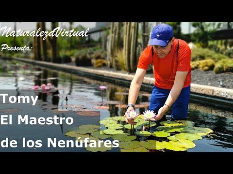 Encanto Natural: Jardines Acu&aacute;ticos en el Hogar