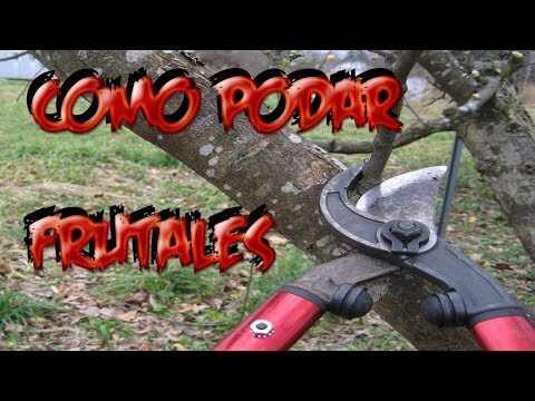 Beneficios de la Poda de &Aacute;rboles para el Mantenimiento del Hogar