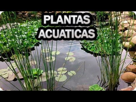 Tendencias en Fuentes de Agua para Decorar el Hogar de tus Mascotas
