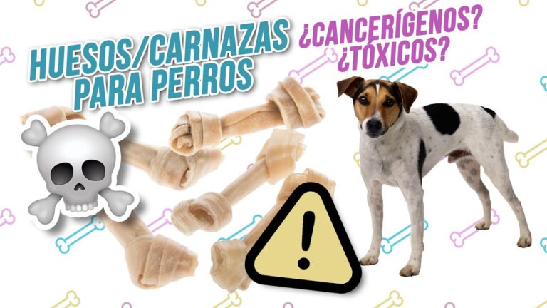 Alimentaci&oacute;n Saludable para Mascotas en Espacios Decorados