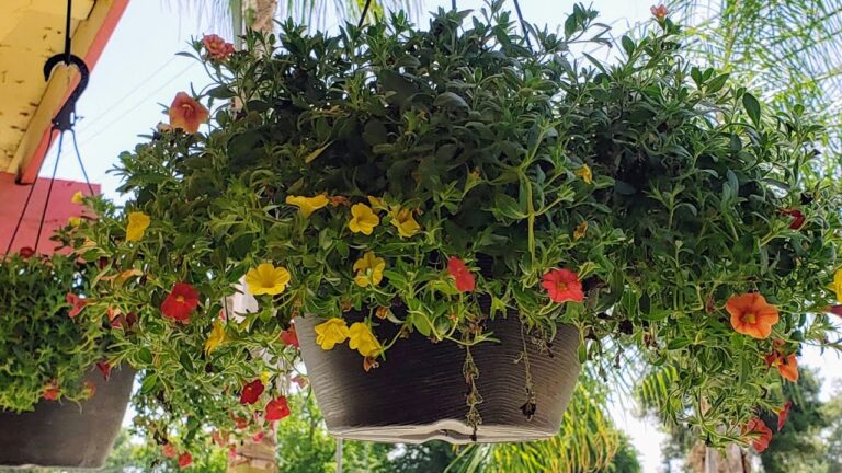 Incorporando Plantas Colgantes en tu Hogar: Gu&iacute;a Pr&aacute;ctica