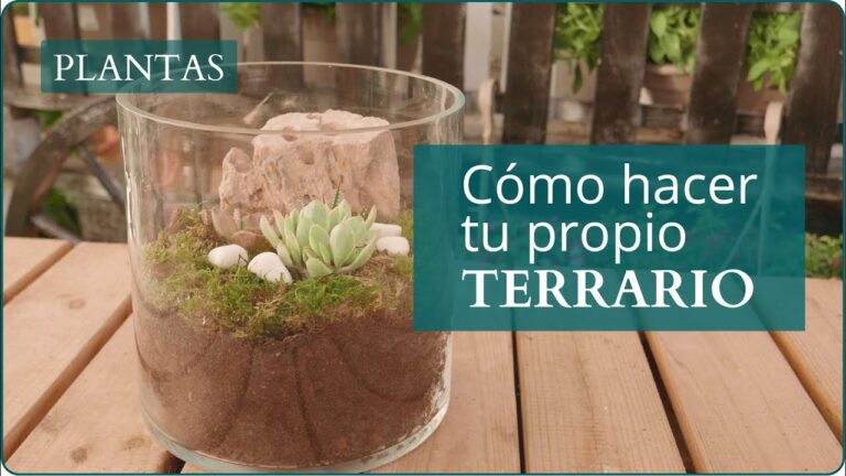 Terrarios Personalizados con Plantas Naturales: Crea tu Oasis Verde