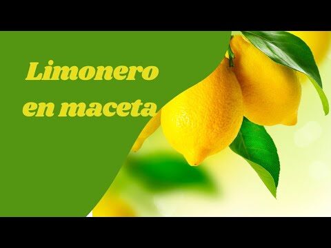 Composta: Tu Aliada para un Hogar Ecol&oacute;gico y Sostenible