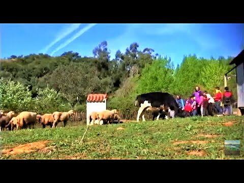 Transforma tu Hogar: Disfrutando de Espacios Verdes