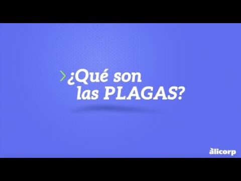 Estrategias Efectivas para el Control Integral de Plagas en el Hogar