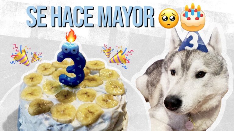 Consejos Esenciales de Decoraci&oacute;n y Alimentaci&oacute;n Saludable para Mascotas