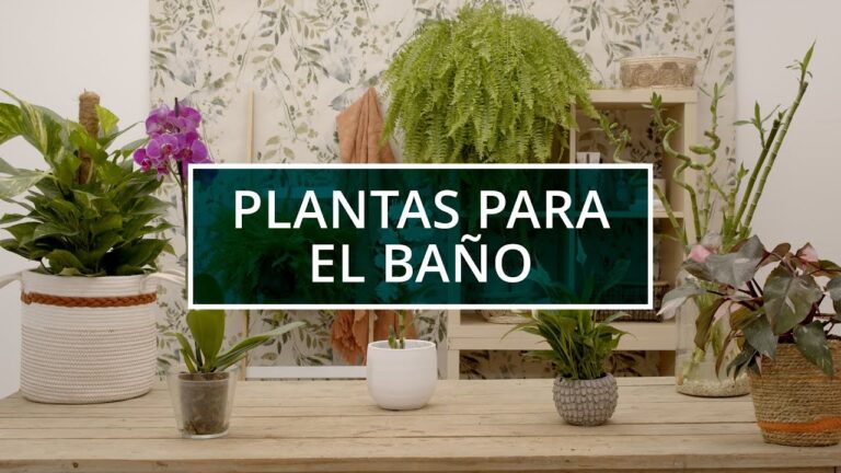 Plantas Ideales para Ba&ntilde;os H&uacute;medos