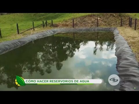 Elementos Clave para Crear Estanques Naturales en Casa