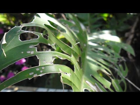 Estrategias Efectivas para un Mantenimiento del Hogar Libre de Plagas