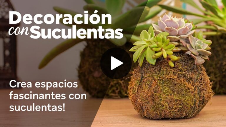 Terrarios &Uacute;nicos: Embellece Tu Hogar con Estilo