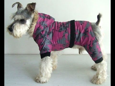 Innovación en Accesorios Decorativos para Mascotas