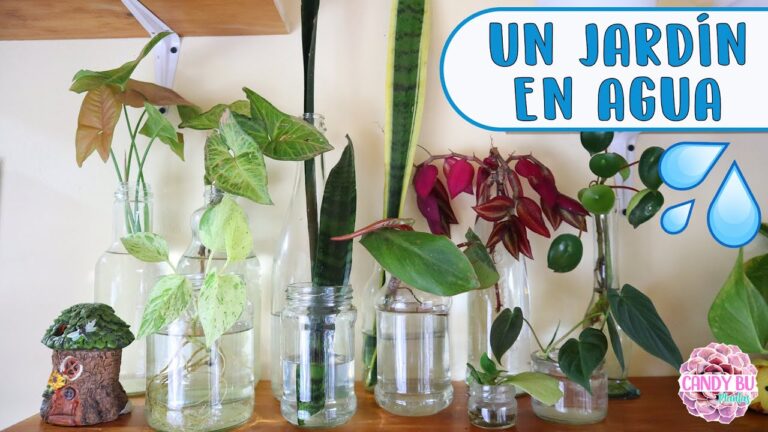 Estilos de Jardines Acu&aacute;ticos para el Hogar