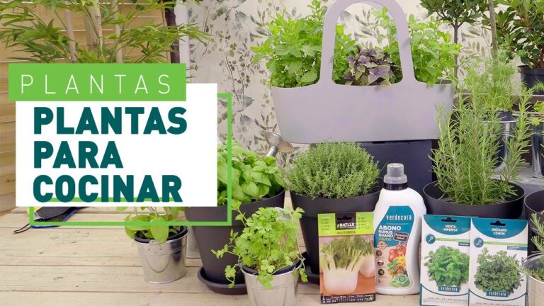 Decoraci&oacute;n de Cocinas con Plantas Arom&aacute;ticas