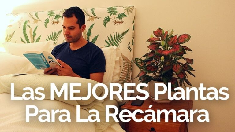 Plantas Feng Shui Recomendadas para el Hogar