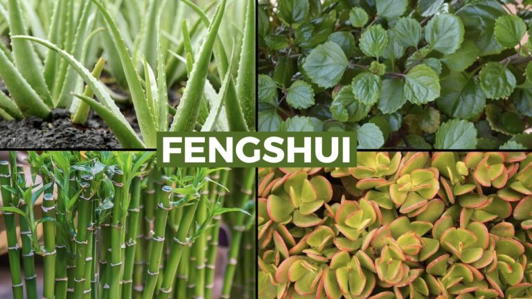 Energ&iacute;a Positiva en Casa: Plantas y Feng Shui