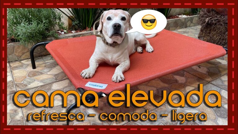 Camas Elevadas para Mascotas: Innovaci&oacute;n en la Decoraci&oacute;n del Hogar