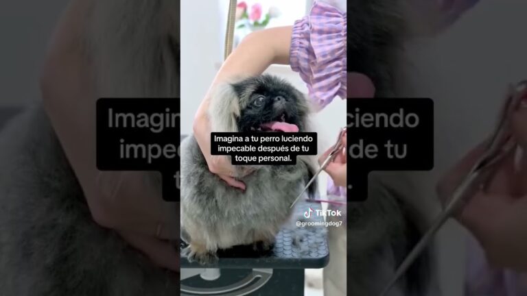 Mobiliario Especializado para Mascotas en el Hogar: Comodidad y Estilo