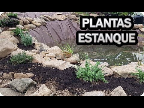Gu&iacute;a para Crear Estanques Naturales que Embellecen tu Jard&iacute;n