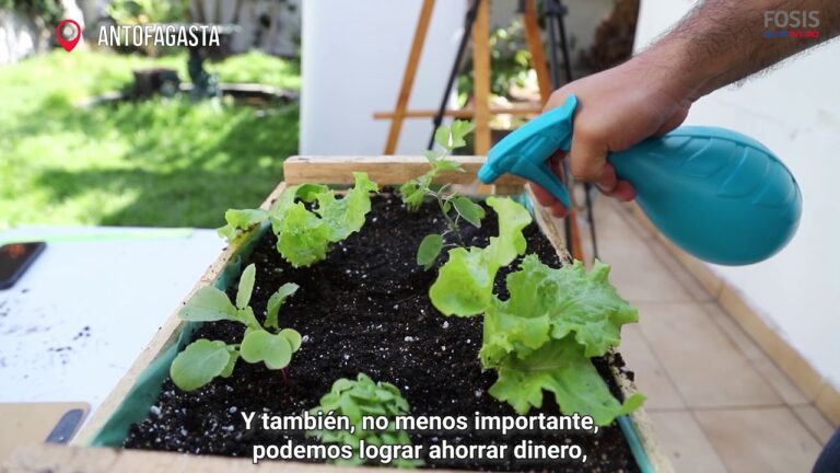 Beneficios de un Huerto Urbano Sostenible en Casa