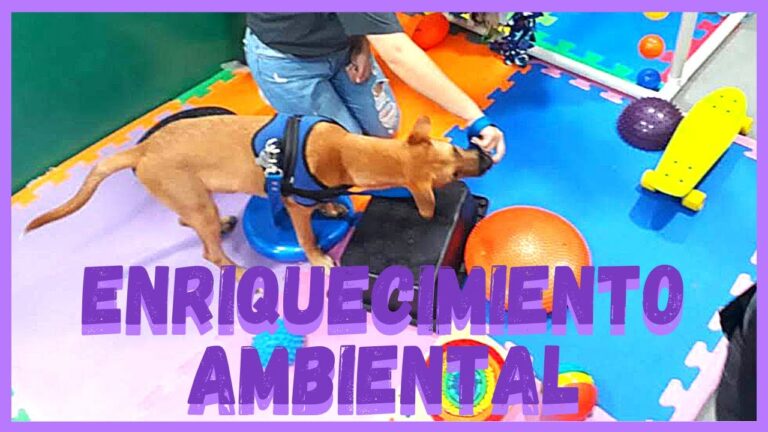Actividades de Bienestar para Mascotas en Casa