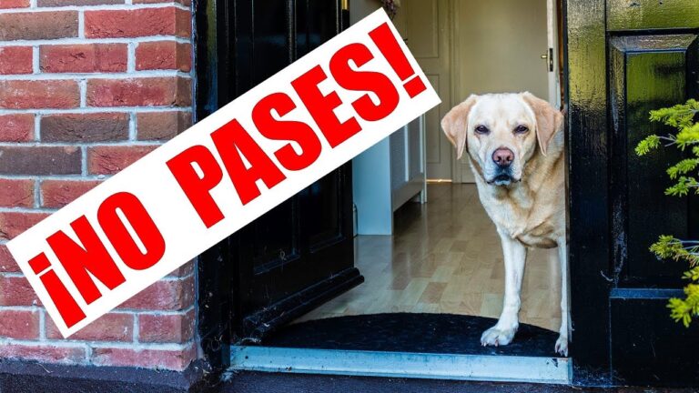 Rincones de Diversi&oacute;n para Mascotas en Casa