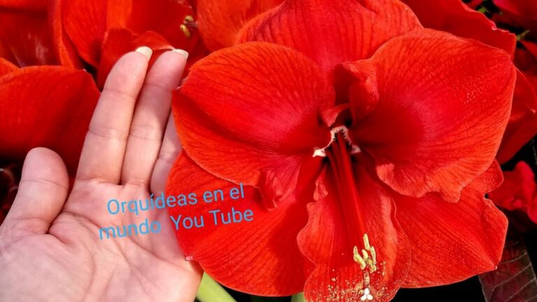 Elegancia Natural: Transformando Espacios con Plantas Aéreas