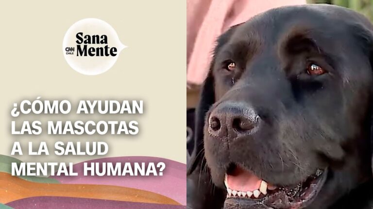 Fomentando el Bienestar Emocional de las Mascotas en Casa